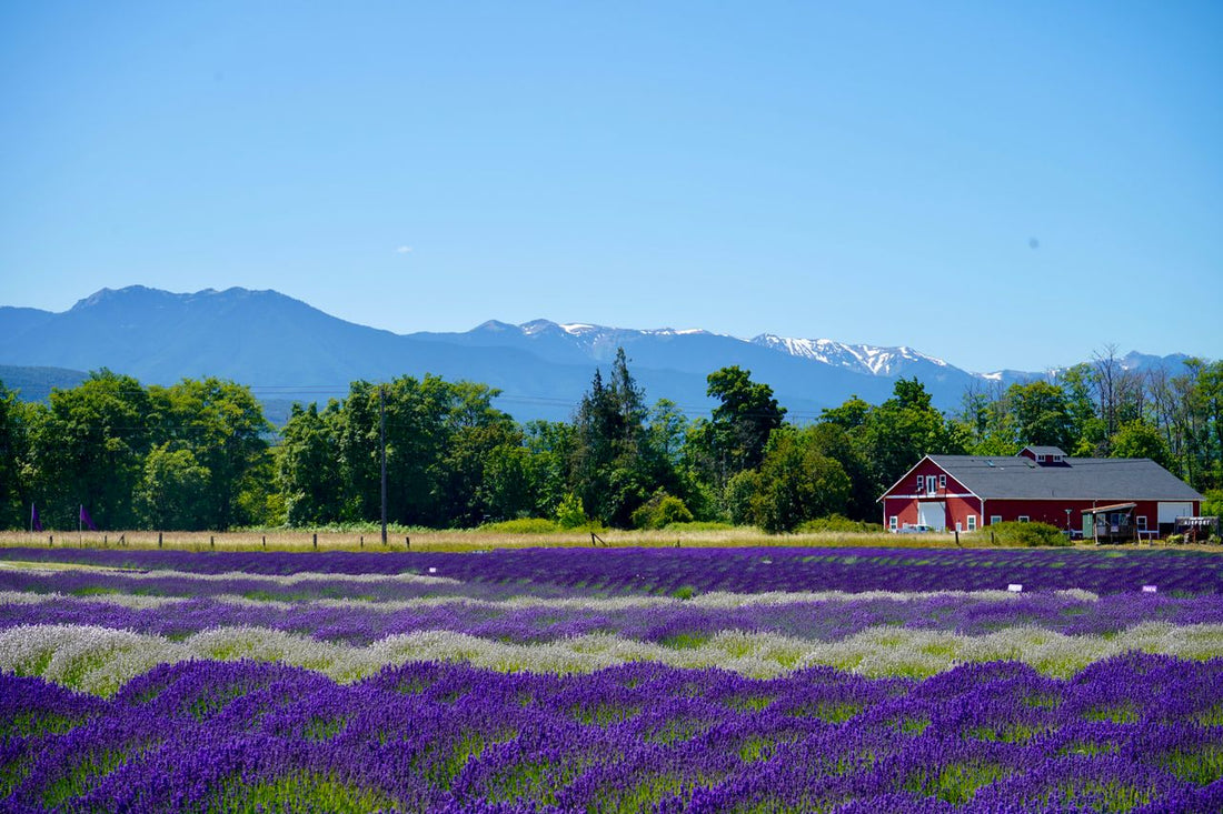 What are essential oils?