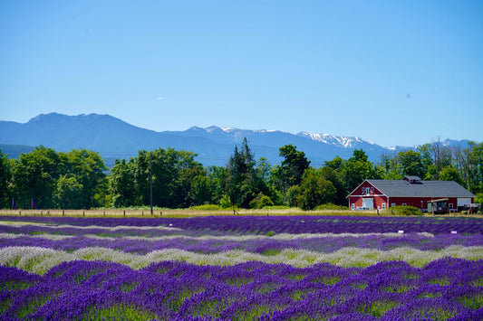 What are essential oils?